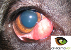 Prolapsus de la glande lacrymale - OPHTALMOVET