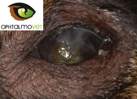 Oeil sec / insuffisance lacrymale - OPHTALMOVET